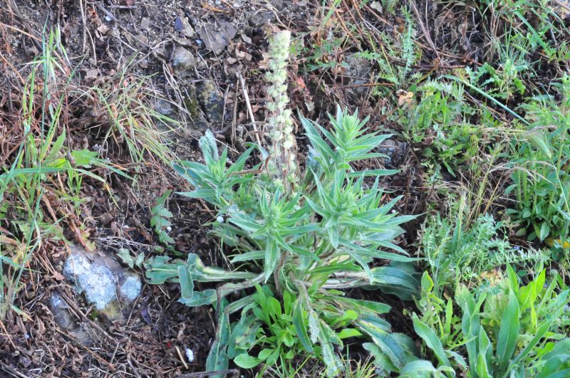 Echium italicum